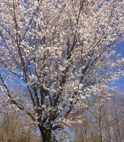 4.11daisen.jpg